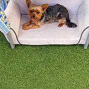 Snoopy participe au concours pour gagner de l'argent avec cette photo : dog, yorkshire_terrier, small_dog, puppy, pet, animal, sitting, lying_down, fluffy, brown_fur, black_fur, pointed_ears, face, eyes, tail, sofa, cushion, outdoor, artificial_grass, pavement