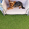 dog, yorkshire_terrier, small_dog, puppy, pet, animal, sitting, lying_down, fluffy, brown_fur, black_fur, pointed_ears, face, eyes, tail, sofa, cushion, outdoor, artificial_grass, pavement