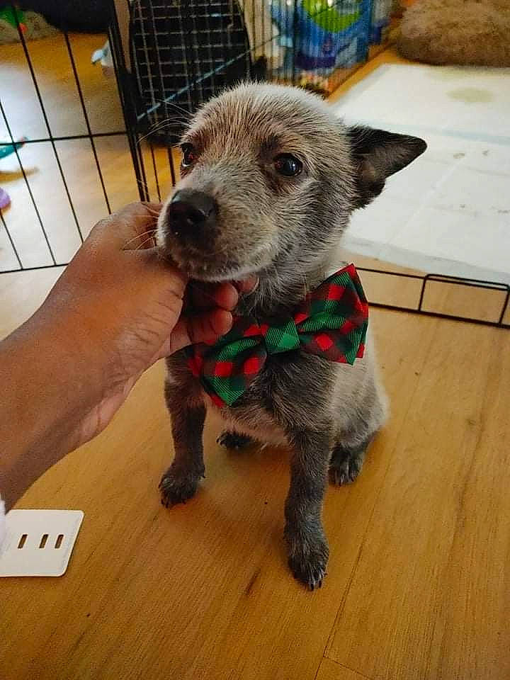 Fenrir Loki is registered to the contest to win money with this photo: carnivore, collar, companion_dog, dog, dog_breed, dog_supply, fawn, flooring, fur, hardwood, pet_supply, snout, sporting_group, tail, terrestrial_animal, whiskers, wood, wood_flooring, wood_stain, working_animal