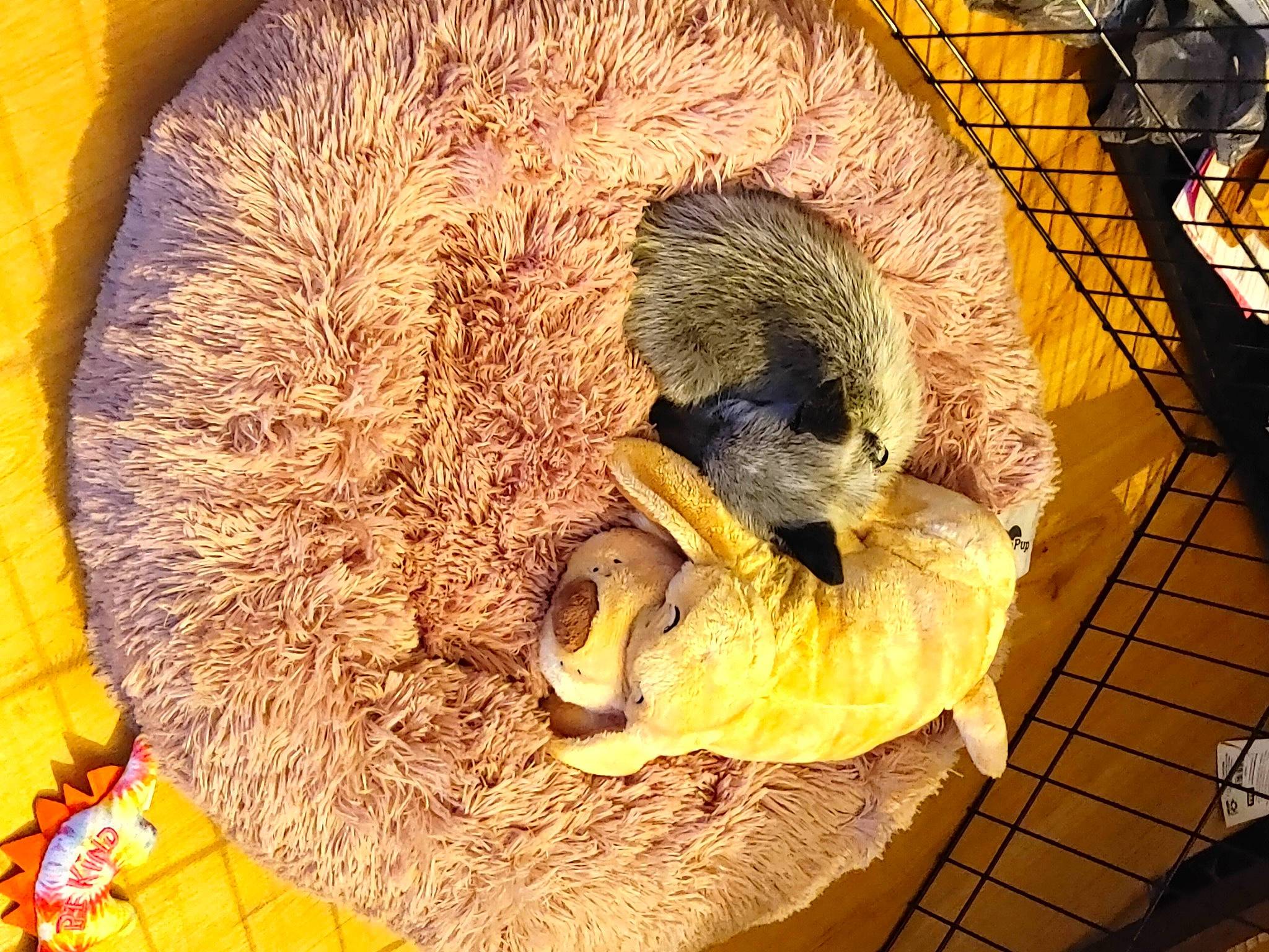 Fenrir Loki is registered to the contest to win money with this photo: beak, fur, metal, natural_material, snout, tail, terrestrial_animal, wildlife