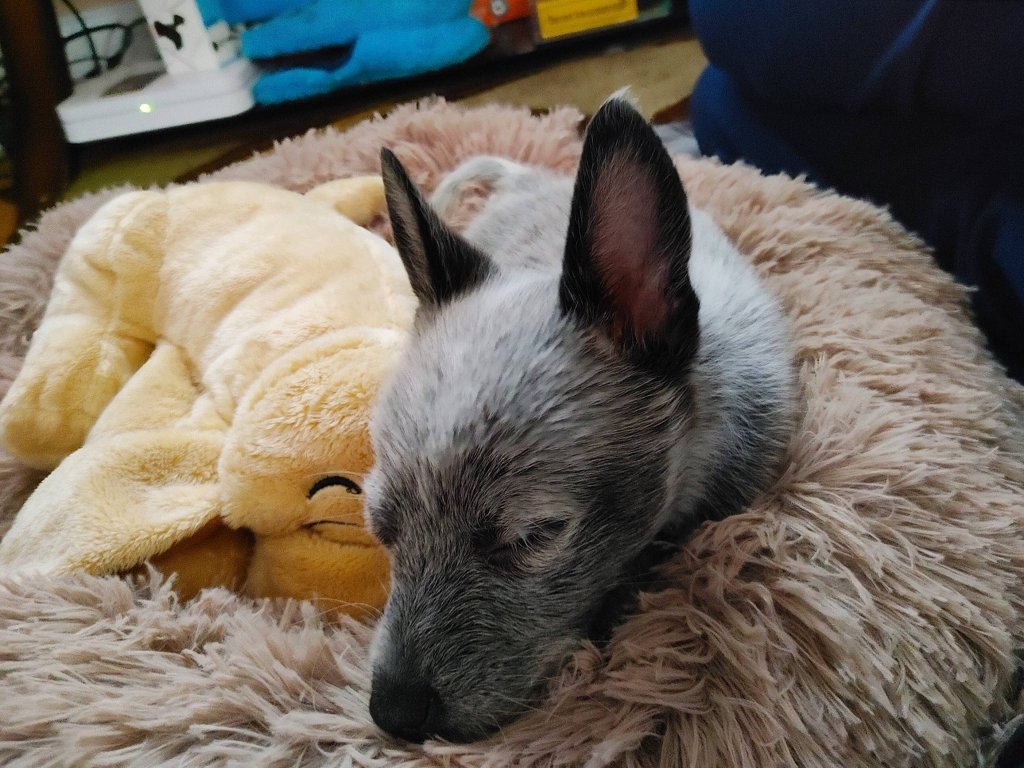 Fenrir Loki is registered to the contest to win money with this photo: bag, canidae, carnivore, chair, comfort, companion_dog, dog, dog_breed, fawn, felidae, fur, luggage_and_bags, nap, non_sporting_group, snout, sporting_group, terrestrial_animal, whiskers, wool, working_animal