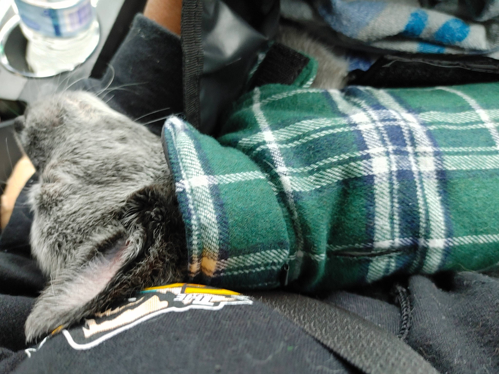 Fenrir Loki joined the competition — help win amazing prizes! bottled_water, carnivore, comfort, denim, distilled_water, drinking_water, electric_blue, felidae, fur, grey, human_leg, linens, mineral_water, pattern, plaid, plastic_bottle, tartan, textile, whiskers, wool