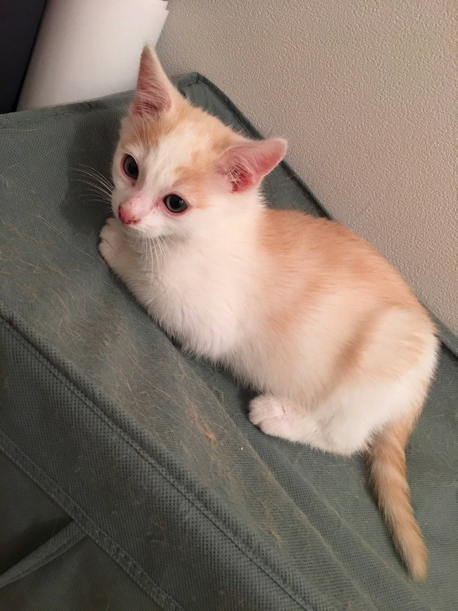 Astérix a rejoint le concours — aidez-le/la à gagner de superbes lots ! aegean_cat, burmilla, carnivoran, cat, cat_like_mammal, domestic_short_haired_cat, eye, fur, kitten, munchkin, person, ragamuffin, ragdoll, small_to_medium_sized_cats, snout, turkish_angora, turkish_van, whiskers