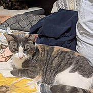 Piston joined the competition — help win amazing prizes! animal, beanbag, blanket, cat, couch, cushion, furniture, homedecor, kitten, pet, pillow