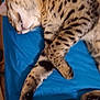 Achilles is registered to the contest to win money with this photo: animal, blue_blanket, cat, closeup, comfort, cozy, cute, feline, fur, indoor, nap, paw, pet, relaxed, resting, sleeping, soft, spotted, striped, whiskers