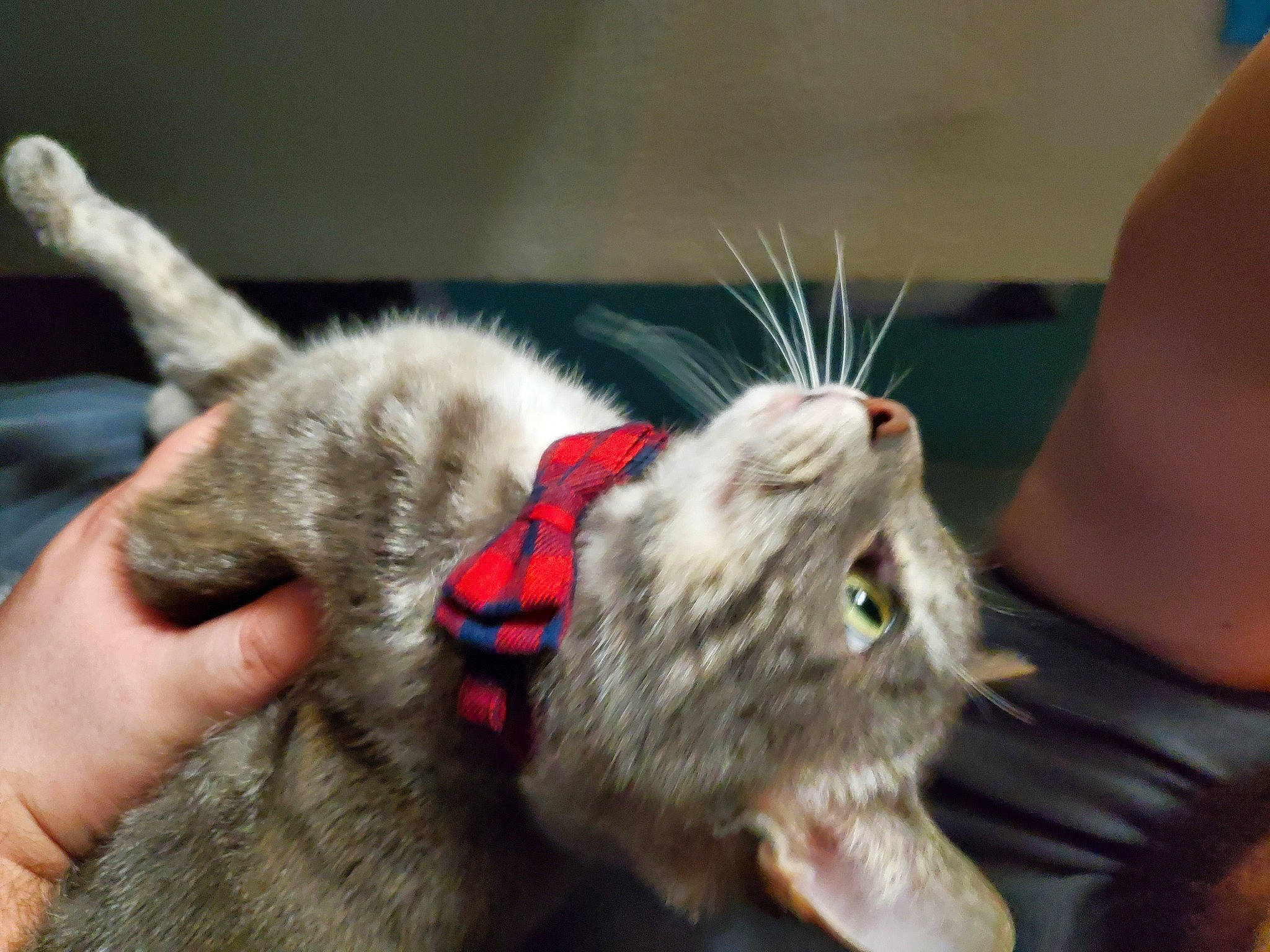 Coulson joined the competition — help win amazing prizes! carnivore, cat, claw, collar, domestic_short_haired_cat, fang, felidae, fur, paw, small_to_medium_sized_cats, snout, tail, whiskers, yawn