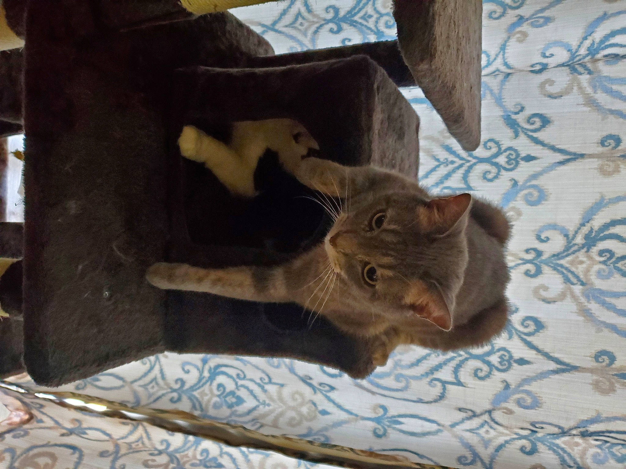 Coulson joined the competition — help win amazing prizes! carnivore, cat, comfort, domestic_short_haired_cat, fawn, felidae, flooring, fur, grey, hardwood, linens, pattern, room, russian_blue, small_to_medium_sized_cats, snout, tail, terrestrial_animal, whiskers, wood