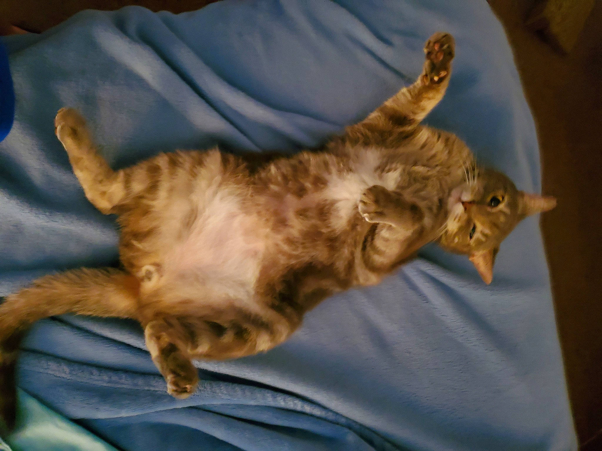 Coulson is registered to the contest to win money with this photo: carnivore, cat, claw, comfort, domestic_short_haired_cat, fawn, felidae, fur, mammal, paw, small_to_medium_sized_cats, tail, whiskers, wood