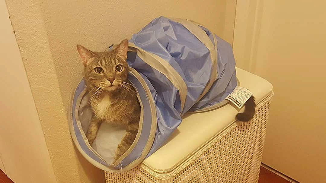 Coulson is registered to the contest to win money with this photo: bag, baggage, box, cardboard, carnivore, cat, cat_supply, chair, comfort, domestic_short_haired_cat, fashion_accessory, fawn, felidae, linens, luggage_and_bags, paper_bag, pet_supply, small_to_medium_sized_cats, vertebrate, whiskers