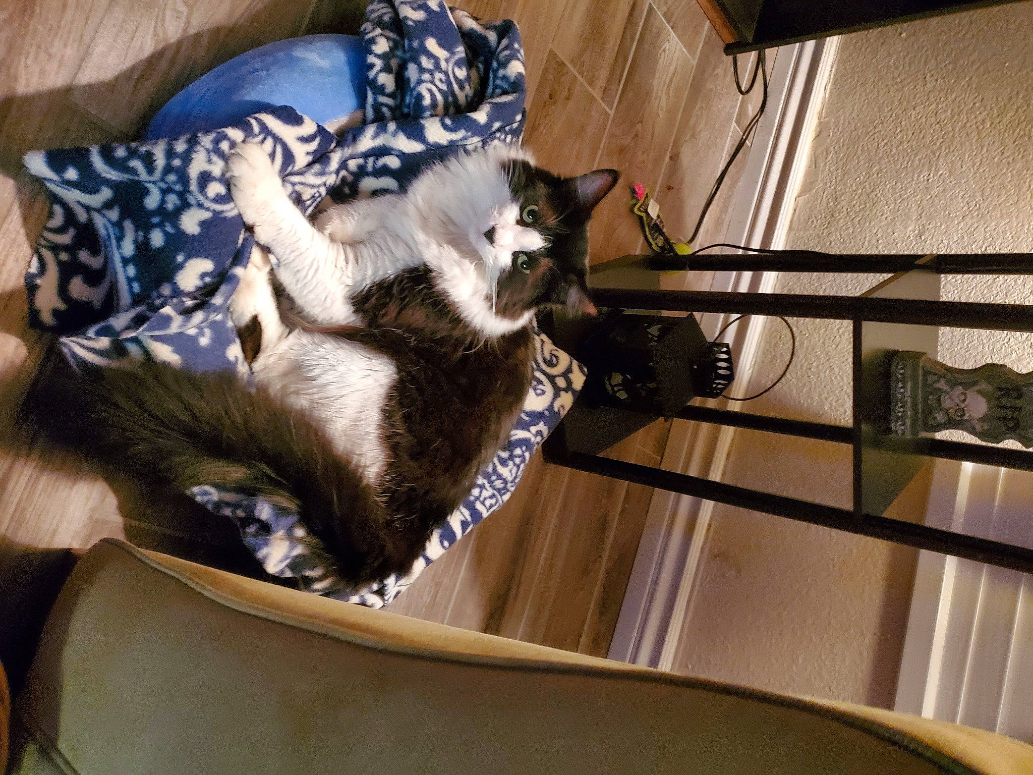 Ares joined the competition — help win amazing prizes! canidae, carnivore, cat, cat_supply, comfort, domestic_short_haired_cat, felidae, fur, hardwood, nap, paw, pet_supply, room, small_to_medium_sized_cats, sporting_group, tail, whiskers, wood