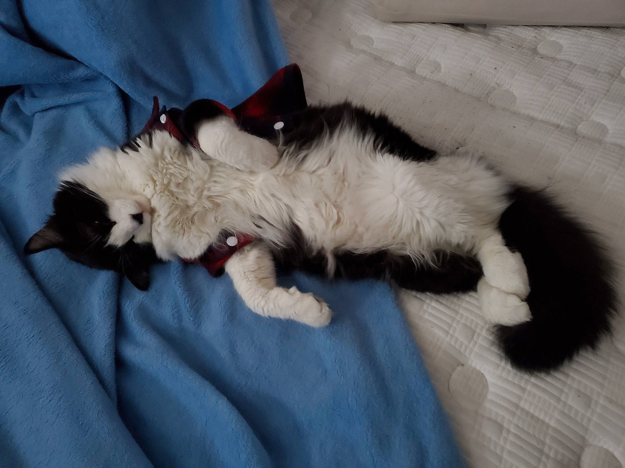 Ares is registered to the contest to win money with this photo: carnivore, cat, claw, comfort, companion_dog, dog_breed, domestic_short_haired_cat, felidae, foot, fur, nap, paw, small_to_medium_sized_cats, snout, tail, whiskers