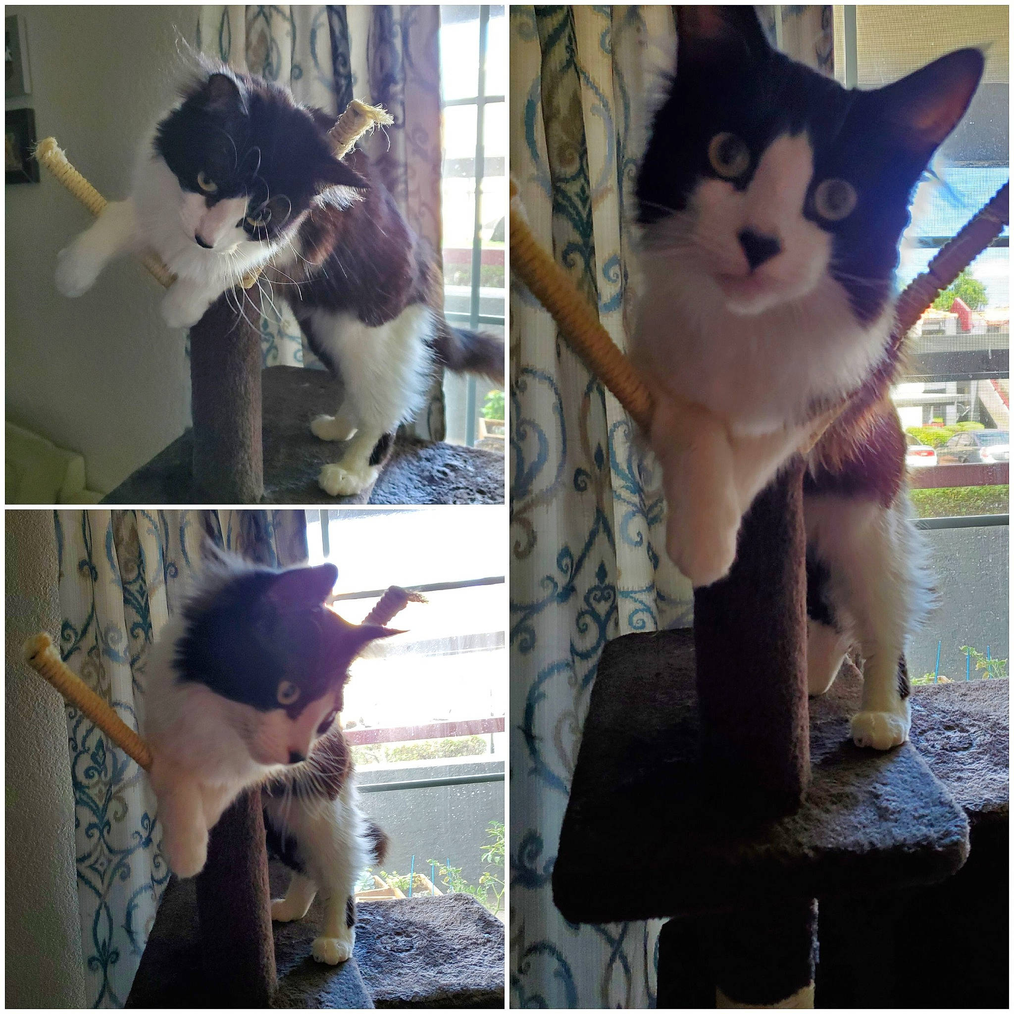 Ares is registered to the contest to win money with this photo: adaptation, art, carnivore, cat, collage, domestic_short_haired_cat, felidae, gesture, human, organism, photograph, plant, sitting, small_to_medium_sized_cats, snapshot, stock_photography, street_fashion, tail, whiskers, yellow