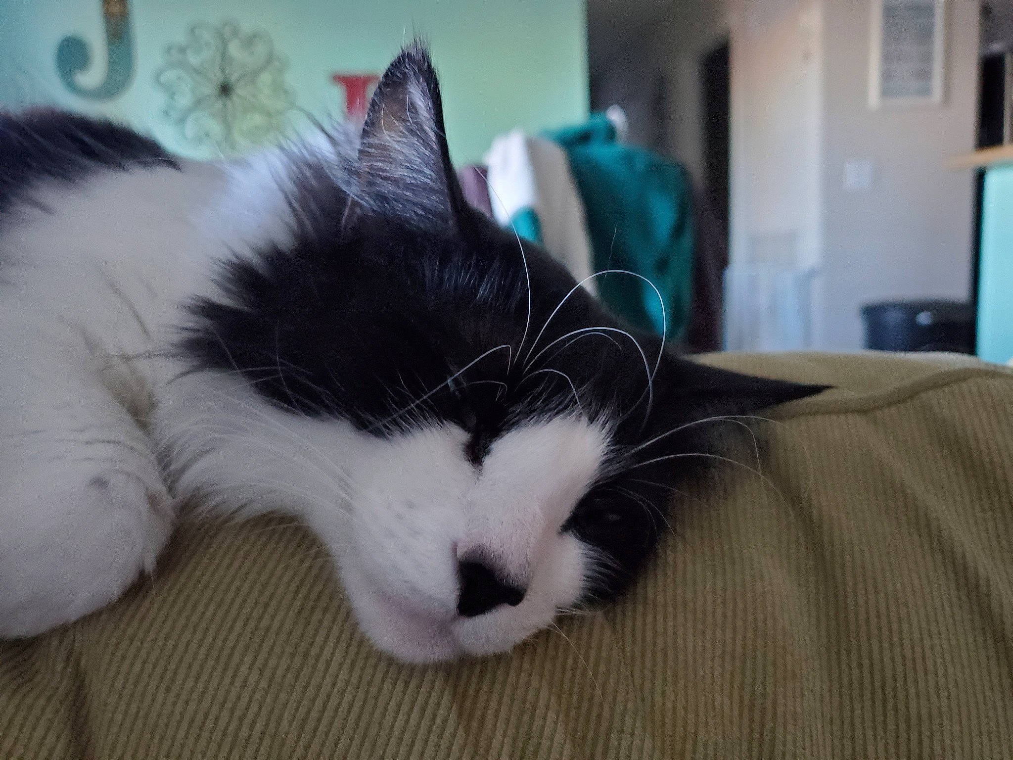 Ares is registered to the contest to win money with this photo: carnivore, cat, claw, comfort, domestic_short_haired_cat, door, event, felidae, flooring, fur, paw, picture_frame, small_to_medium_sized_cats, snout, tail, television, whiskers