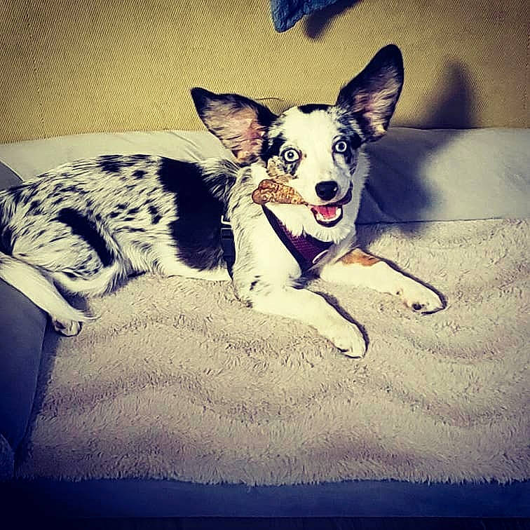 Letty joined the competition — help win amazing prizes! art, canidae, carnivore, cloud, companion_dog, couch, dog, dog_breed, dog_supply, fawn, happy, herding_dog, paw, snout, sporting_group, square, tail, tints_and_shades, whiskers, working_animal