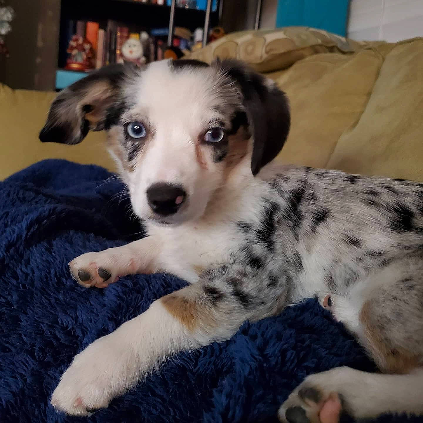 Letty joined the competition — help win amazing prizes! canidae, carnivore, companion_dog, couch, dog, dog_breed, foot, fur, koolie, paw, picture_frame, sleeper_chair, snout, sporting_group, terrestrial_animal, texas_heeler, whiskers, working_animal, working_dog