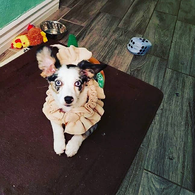 Letty joined the competition — help win amazing prizes! carnivore, collar, companion_dog, dog, dog_breed, dog_clothes, dog_collar, dog_supply, fawn, floor, flooring, hardwood, laminate_flooring, leash, paw, plank, tail, wood, wood_stain, working_animal