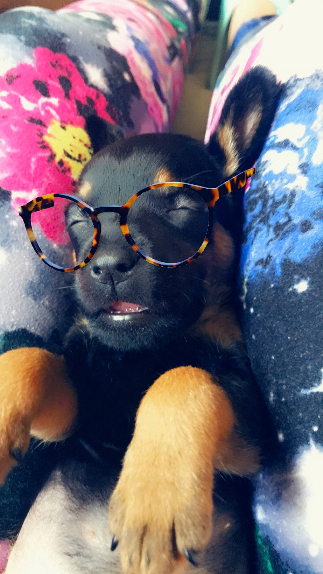 Loki joined the competition — help win amazing prizes! art, canidae, cap, companion_dog, dog_breed, eyewear, fawn, fun, fur, gesture, glasses, happy, human_leg, paw, personal_protective_equipment, selfie, snout, vision_care, visual_arts, working_animal