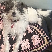 Tucker is registered to the contest to win money with this photo: animal, black, blanket, collar, comfort, cozy, crocheted, cute, dog, fluffy, fur, furry, home, indoor, laying, pet, pink, relaxed, resting, white