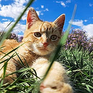 Garfield is registered to the contest to win money with this photo: animal, blue_sky, cat, close_up, clouds, ears, feline, flowers, fur, ginger_cat, grass, greenery, lying_down, nature, outdoor, pet, portrait, sunlight, whiskers, wildflowers