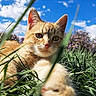 animal, blue_sky, cat, close_up, clouds, ears, feline, flowers, fur, ginger_cat, grass, greenery, lying_down, nature, outdoor, pet, portrait, sunlight, whiskers, wildflowers
