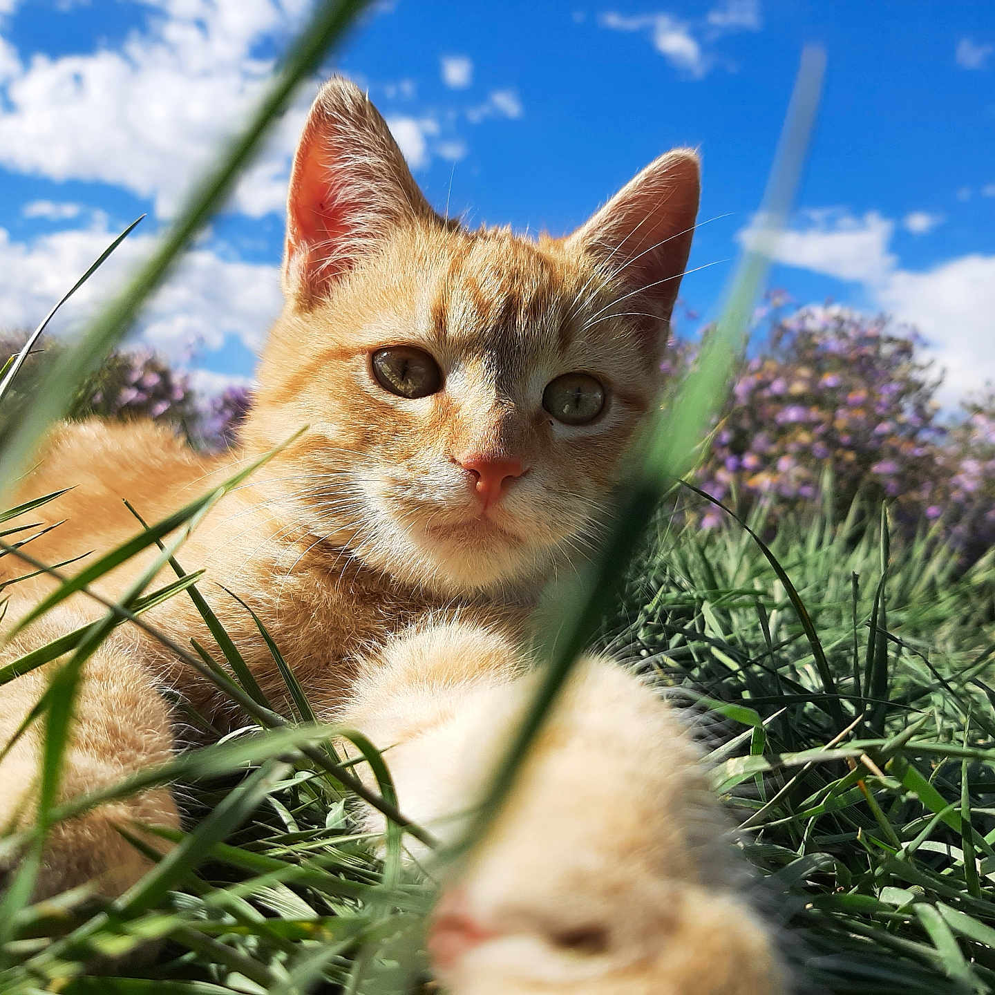 Garfield
