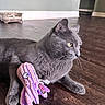 cat, gray_cat, plush_toy, octopus_toy, wooden_floor, indoor, pet_bowl, toy, animal, feline, playful, claws, whiskers, ears, flooring, domestic, cute, relaxed, pet, home
