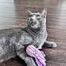 Cobi is registered to the contest to win money with this photo: cat, grey_cat, toy, plush_toy, octopus_toy, floor, wood_floor, indoor, pet, animal, feline, yellow_eyes, claw, paw, laying_down, looking_up, whiskers, playful, domestic_cat, cozy