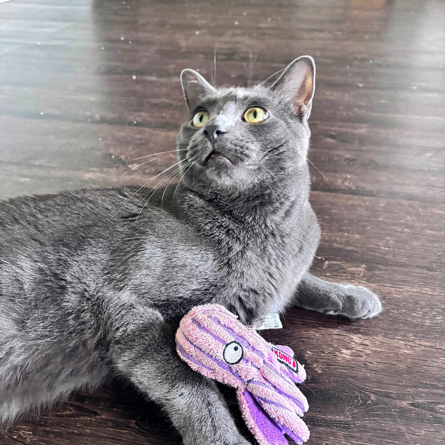 Cobi is registered to the contest to win money with this photo: cat, grey_cat, toy, plush_toy, octopus_toy, floor, wood_floor, indoor, pet, animal, feline, yellow_eyes, claw, paw, laying_down, looking_up, whiskers, playful, domestic_cat, cozy