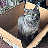 gray_cat, cat, cardboard_box, yellow_eyes, indoor, floral_bedspread, plaid_pants, person, curious, pet, feline, box, carpet, home, domestic_animal, sitting, looking_up, cozy, animal, fur