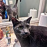 cat, gray_cat, bathroom, sink, mirror, reflection, green_eyes, tongue_out, curious, pet, domestic_animal, countertop, soap_dispenser, paper_towels, person_reflection, phone, whiskers, close_up, indoor, household