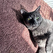 Cobi joined the competition — help win amazing prizes! cat, gray_cat, green_eyes, carpet, sunlight, shadow, pet, feline, indoor, relaxed, fur, texture, close_up, laying_down, domestic_animal, whiskers, animal, cute, resting, natural_light