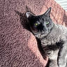 cat, gray_cat, green_eyes, carpet, sunlight, shadow, pet, feline, indoor, relaxed, fur, texture, close_up, laying_down, domestic_animal, whiskers, animal, cute, resting, natural_light