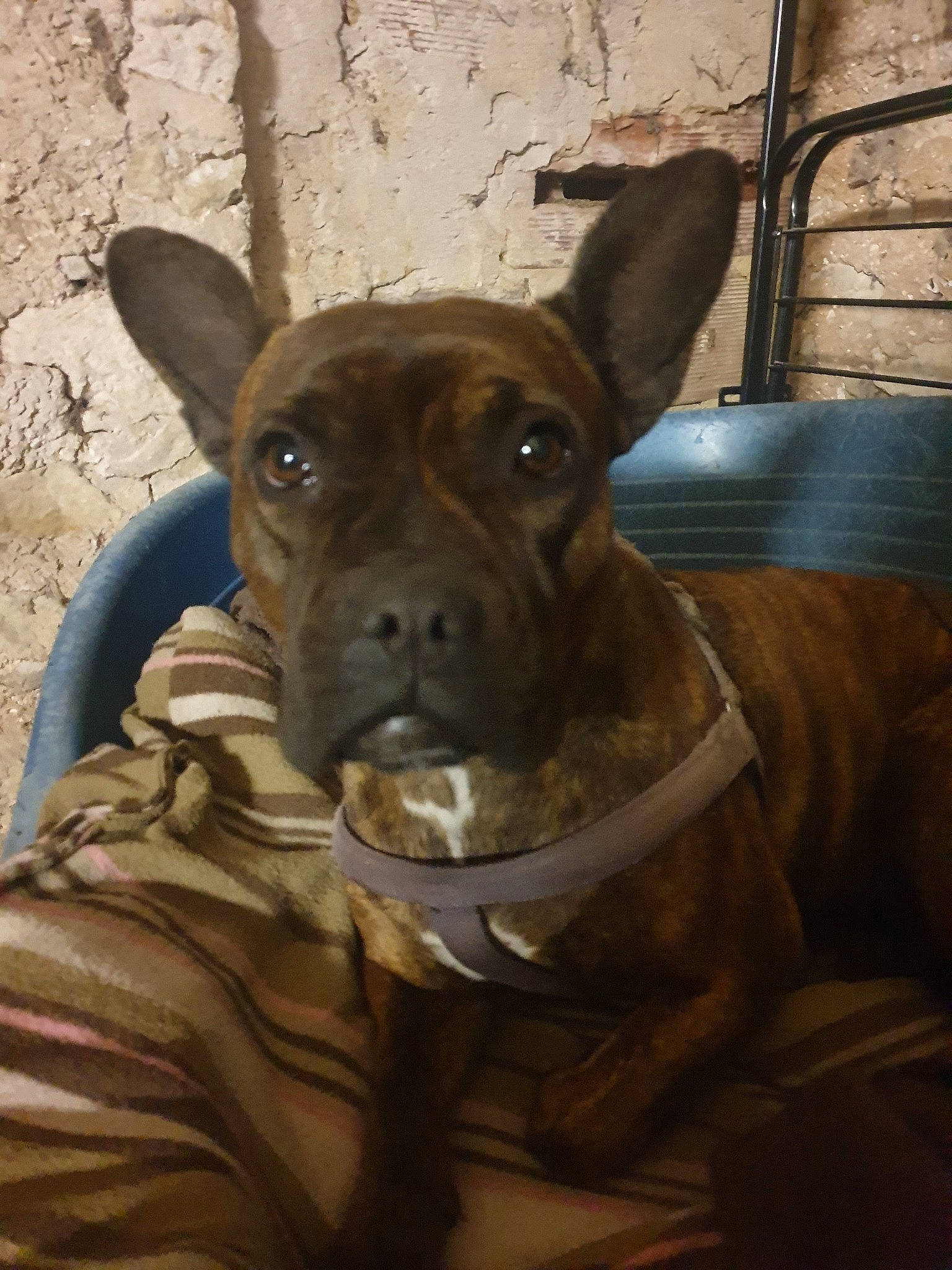 Irka participe au concours pour gagner de l'argent avec cette photo : american_pit_bull_terrier, canidae, carnivore, chinese_chongqing_dog, companion_dog, dog, dog_breed, ear, fawn, french_bulldog, mammal, non_sporting_group, pit_bull, rare_breed_dog, snout, vertebrate, whiskers