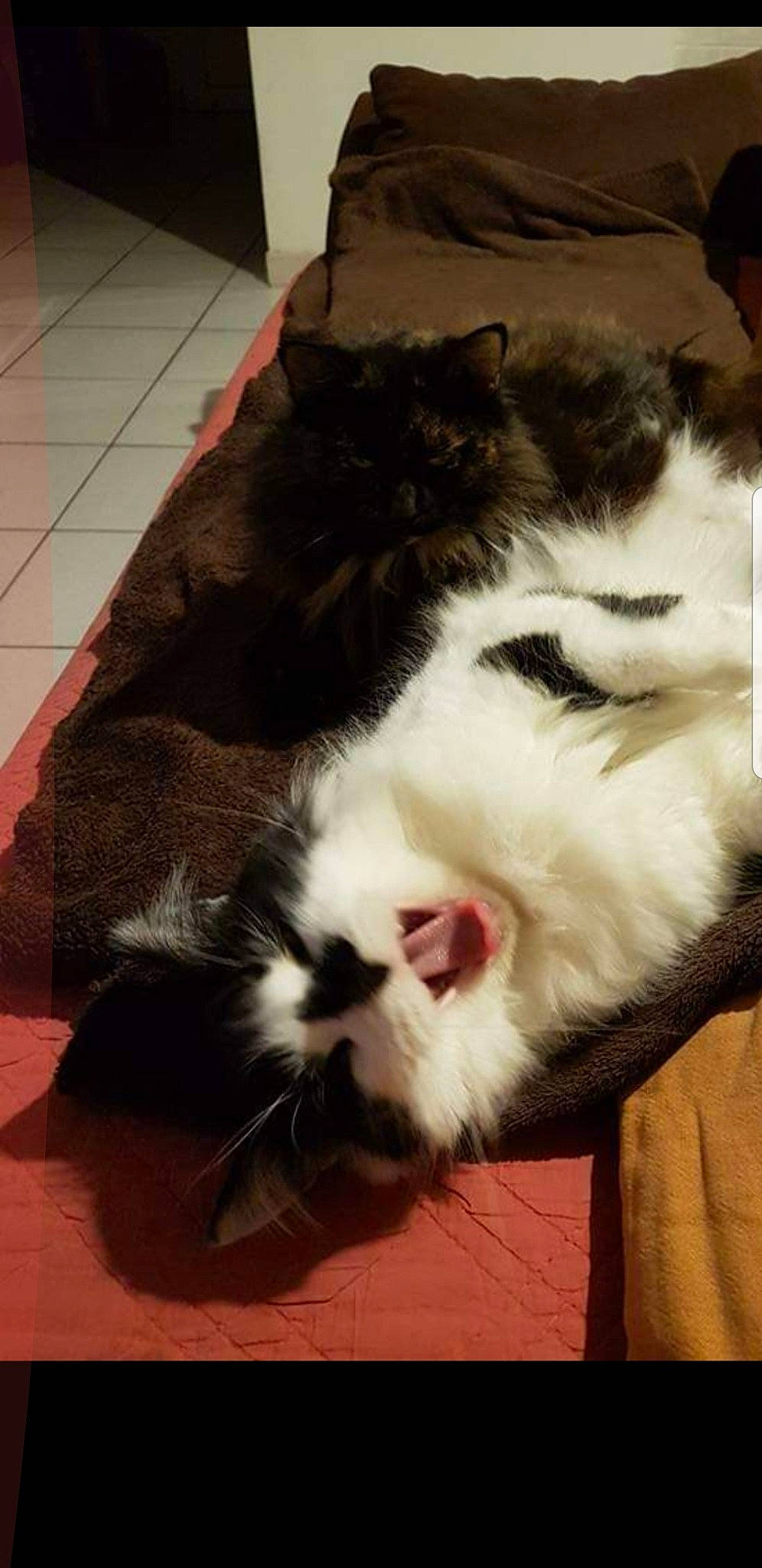 Jafar a rejoint le concours — aidez-le/la à gagner de superbes lots ! carnivore, cat, domestic_long_haired_cat, ear, european_shorthair, felidae, fur, mammal, norwegian_forest_cat, nose, small_to_medium_sized_cats, snout, whiskers