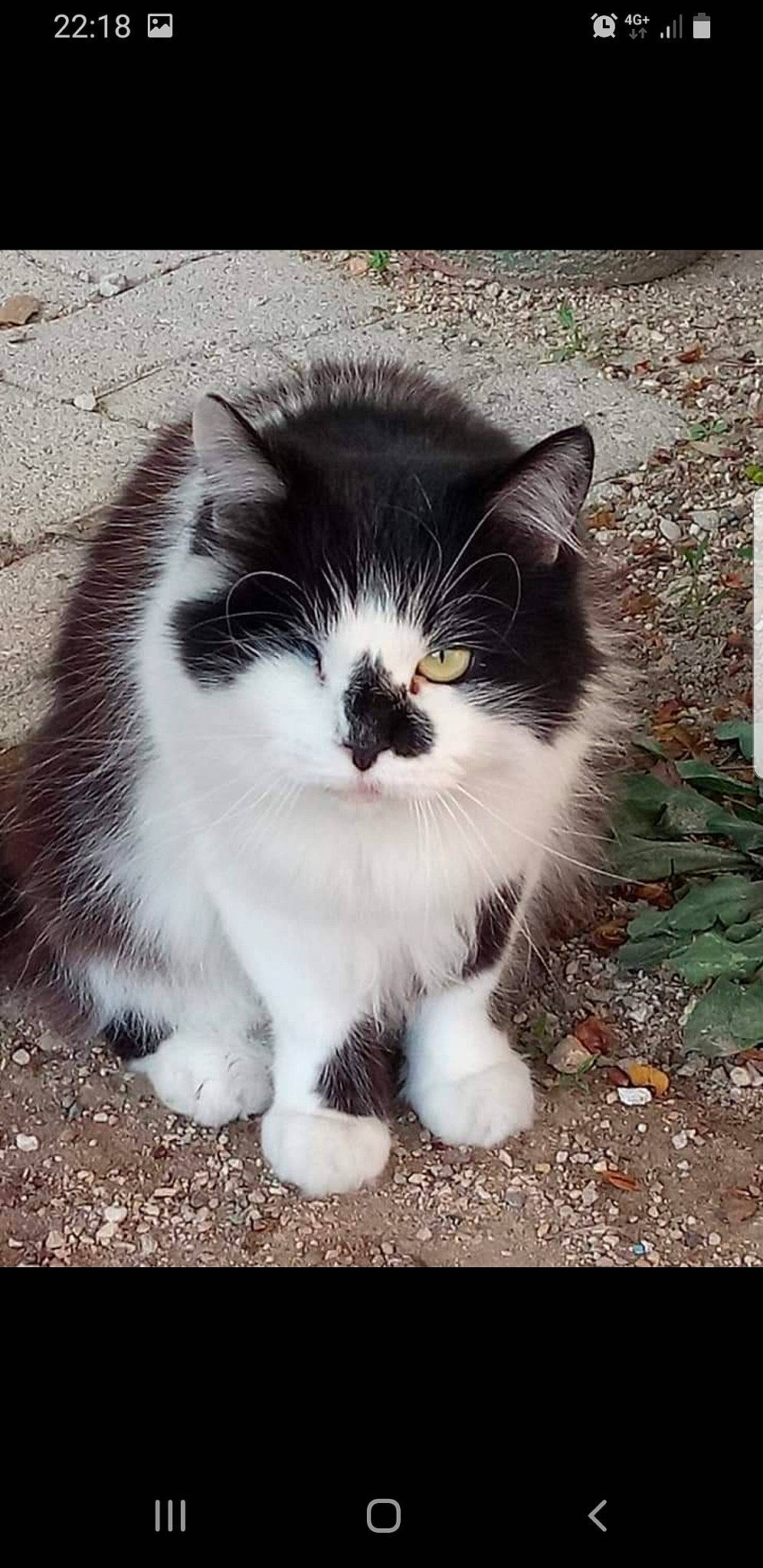 Jafar a rejoint le concours — aidez-le/la à gagner de superbes lots ! asian, black_and_white, british_semi_longhair, carnivore, cat, cymric, domestic_long_haired_cat, domestic_short_haired_cat, european_shorthair, eye, felidae, kitten, mammal, photo_caption, photography, polydactyl_cat, small_to_medium_sized_cats, snout, tail, whiskers