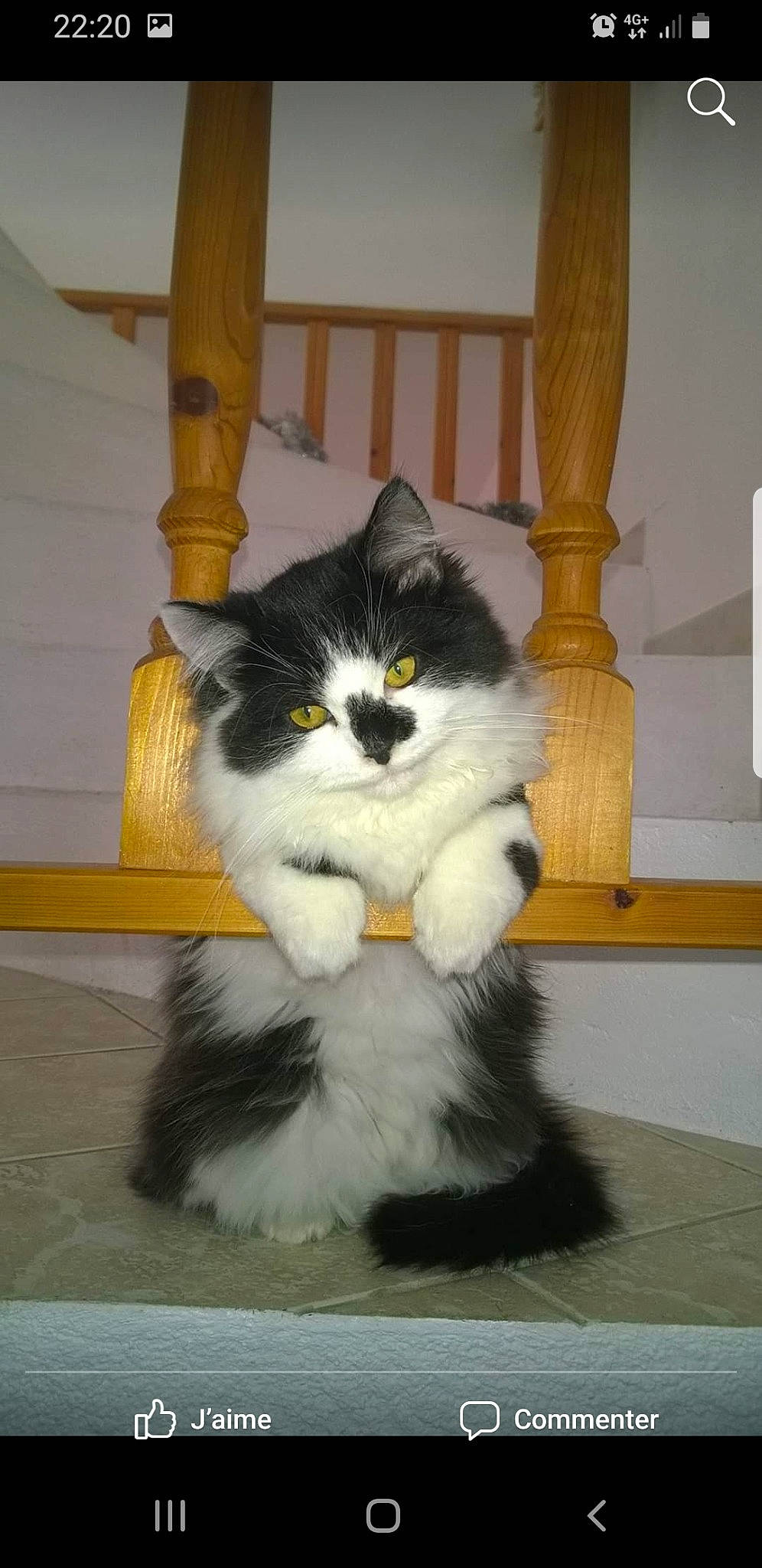 Jafar participe au concours pour gagner de l'argent avec cette photo : british_longhair, carnivore, cat, domestic_long_haired_cat, domestic_short_haired_cat, felidae, fur, norwegian_forest_cat, persian, ragamuffin, siberian, small_to_medium_sized_cats, tail, whiskers