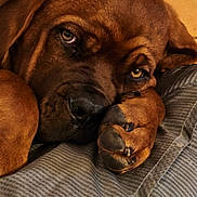Blade a rejoint le concours — aidez-le/la à gagner de superbes lots ! dog, brown_dog, wrinkled_face, closeup, sleepy, resting, paw, large_breed, short_coat, sad_eyes, amber_eyes, black_nose, portrait, indoor, bed, blanket, cozy, warm_lighting, pet, funny