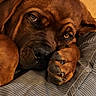 dog, brown_dog, wrinkled_face, closeup, sleepy, resting, paw, large_breed, short_coat, sad_eyes, amber_eyes, black_nose, portrait, indoor, bed, blanket, cozy, warm_lighting, pet, funny
