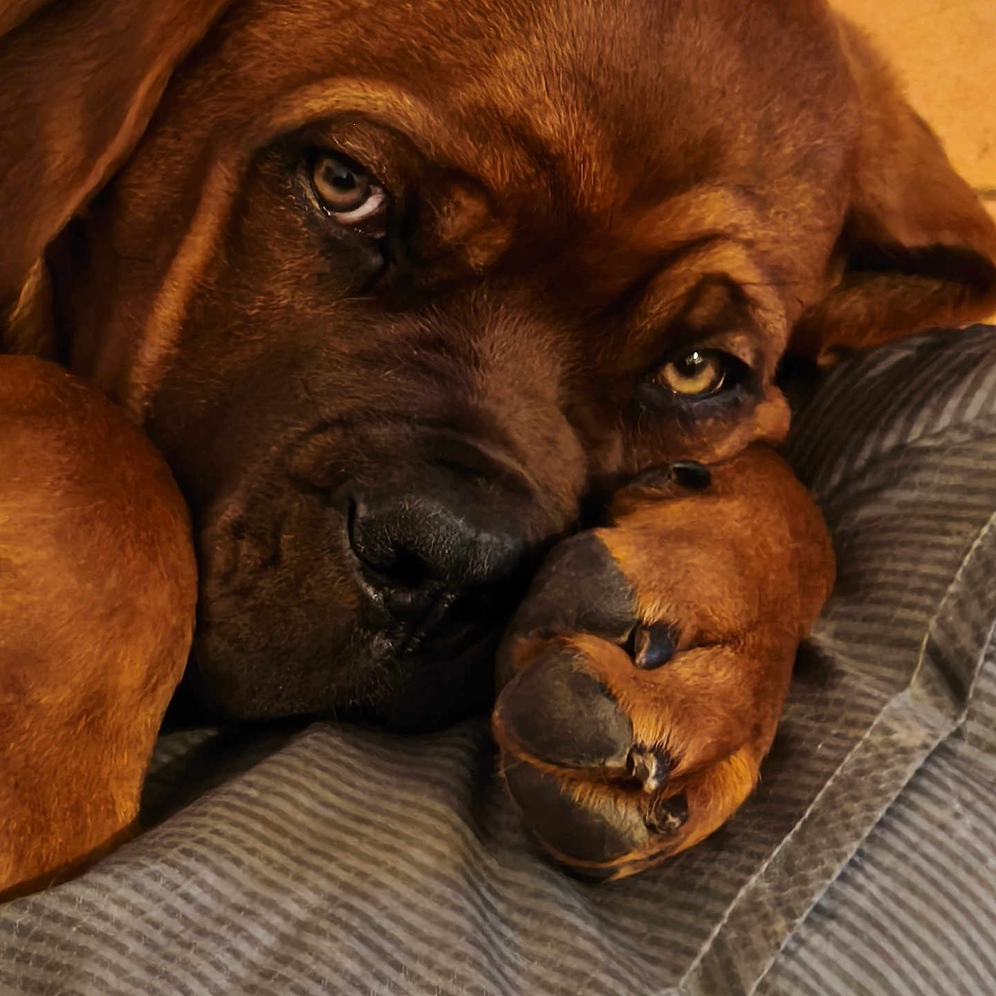 Blade a rejoint le concours — aidez-le/la à gagner de superbes lots ! dog, brown_dog, wrinkled_face, closeup, sleepy, resting, paw, large_breed, short_coat, sad_eyes, amber_eyes, black_nose, portrait, indoor, bed, blanket, cozy, warm_lighting, pet, funny