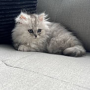 Tootsie is registered to the contest to win money with this photo: animal, cat, couch, cozy, curious, cute, domestic, feline, fluffy, fur, gray, indoor, kitten, pet, pillow, relaxing, resting, small, soft, young