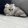 animal, cat, couch, cozy, curious, cute, domestic, feline, fluffy, fur, gray, indoor, kitten, pet, pillow, relaxing, resting, small, soft, young