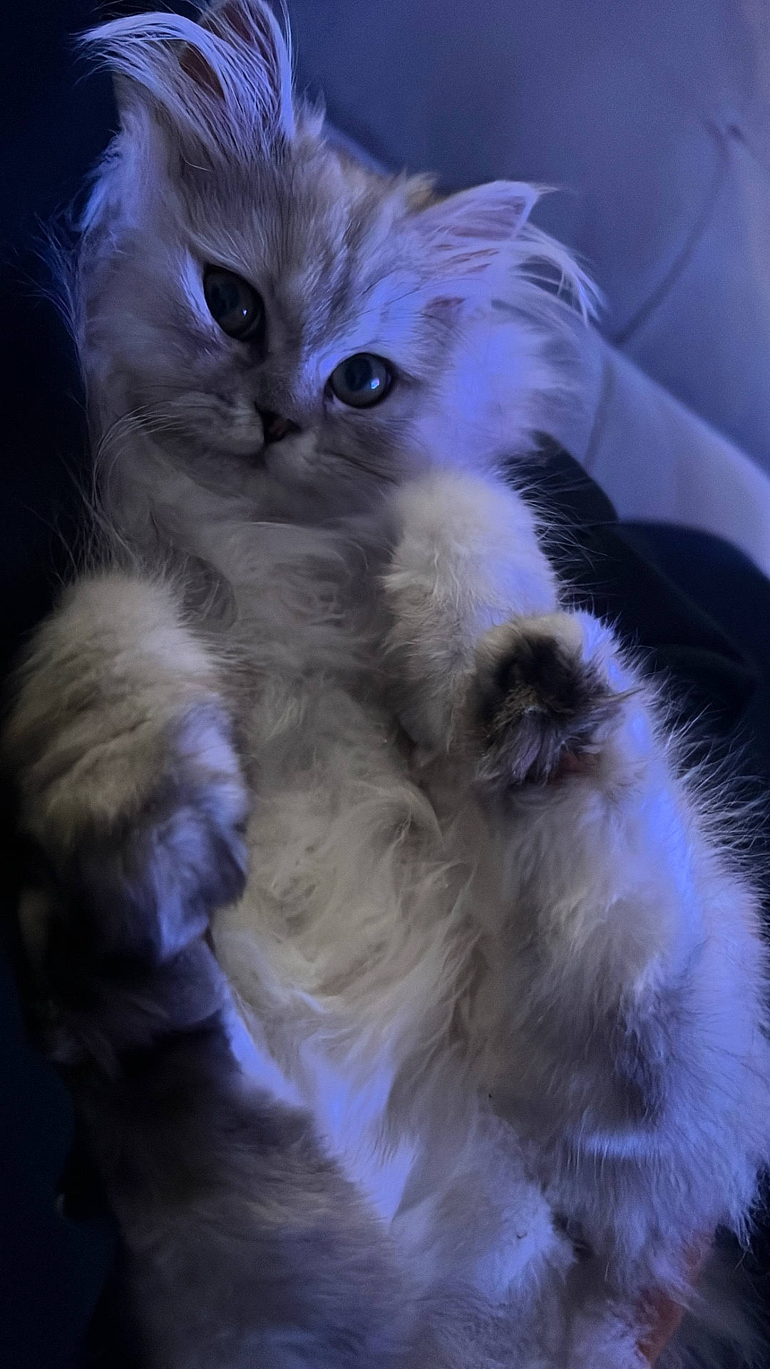 Tootsie