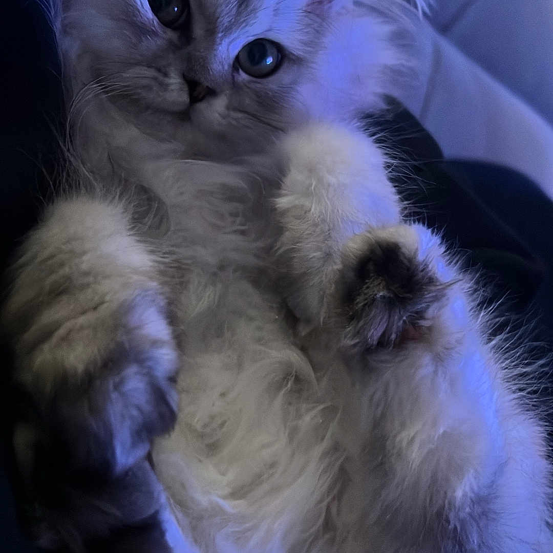 Tootsie