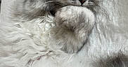 Tootsie joined the competition — help win amazing prizes! animal, cat, close_up, cute, domestic_cat, feline, fluffy, fur, gray, indoor, lying_down, mammal, paw, pet, portrait, relaxed, sleepy, soft_texture, whiskers, white