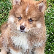 Louky participe au concours pour gagner de l'argent avec cette photo : puppy, dog, grass, outdoor, cute, fluffy, brown, white, pet, animal, young, nature, sitting, adorable, fur, ears, eyes, small, mammal, canine