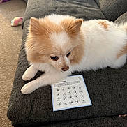 Nova is registered to the contest to win money with this photo: dog, pomeranian, couch, card, stamp, living_room, carpet, slipper, furniture, pet, animal, indoor, cozy, fur, cute, relaxed, white, cream, paw, looking_down