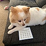 dog, pomeranian, couch, card, stamp, living_room, carpet, slipper, furniture, pet, animal, indoor, cozy, fur, cute, relaxed, white, cream, paw, looking_down