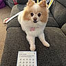 Nova joined the competition — help win amazing prizes! dog, pomeranian, pet, couch, indoor, furniture, cozy, tag, card, challenge, stamps, star, toy, blanket, carpet, small_dog, cute, fluffy, face, looking