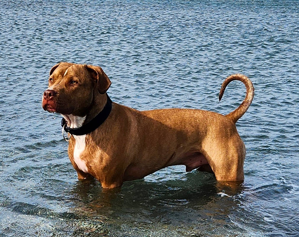 Udson a rejoint le concours — aidez-le/la à gagner de superbes lots ! carnivore, collar, companion_dog, dog, dog_breed, dog_collar, dog_supply, fawn, guard_dog, hound, lake, leash, liver, pet_supply, sporting_group, tail, terrestrial_animal, water, working_animal, working_dog