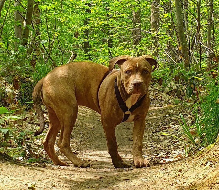 Udson participe au concours pour gagner de l'argent avec cette photo : carnivore, dog, dog_breed, fawn, forest, grass, jungle, landscape, liver, natural_landscape, plant, soil, terrestrial_animal, terrestrial_plant, tree, trunk, wildlife, wood, woodland, working_animal